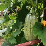 Vue Sur Le Potager Scheidgen
