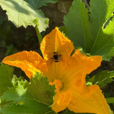 Vue Sur Le Potager * Scheidgen