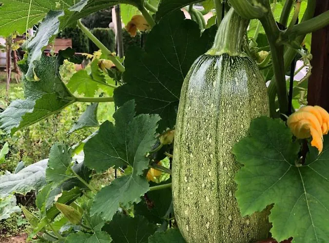 Vue Sur Le Potager Scheidgen