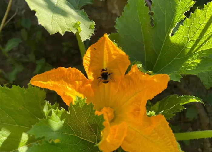 Le Potiron * Scheidgen